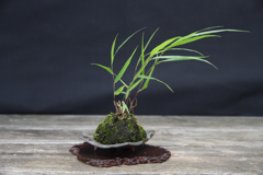 14-Jap.Waldgras - Hakonechloa macra