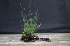 Schachtelhalm - Equisetum variegata