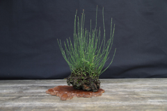 17-Schachtelhalm - Equisetum variegata