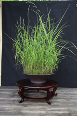 19-Jap.Waldgras - Hakonechloa macra